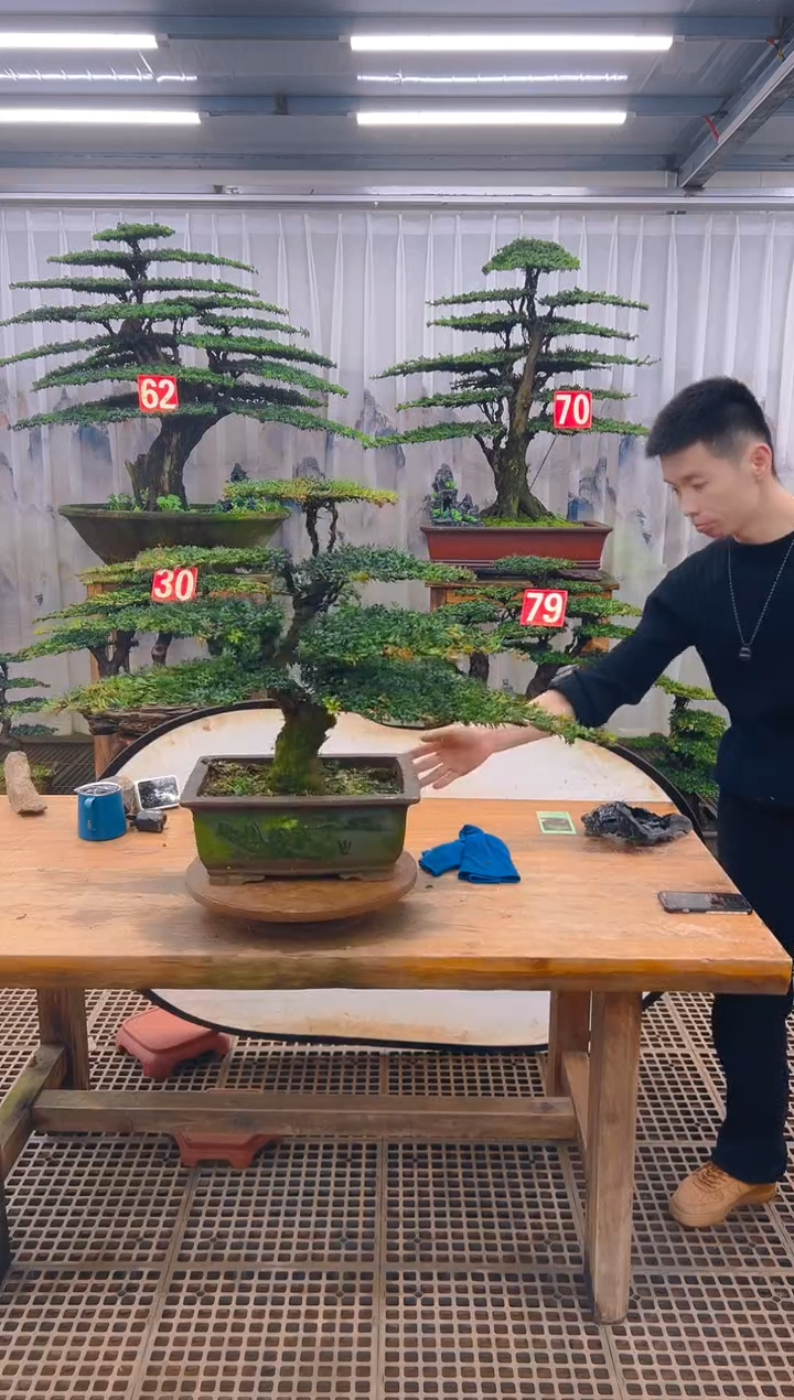 无花朵涅*哥精品盆景直播间一物一拍