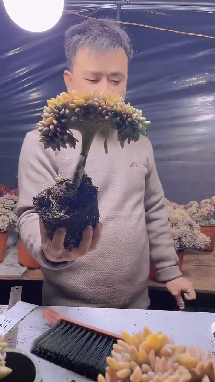 【闪购商品】缀化312