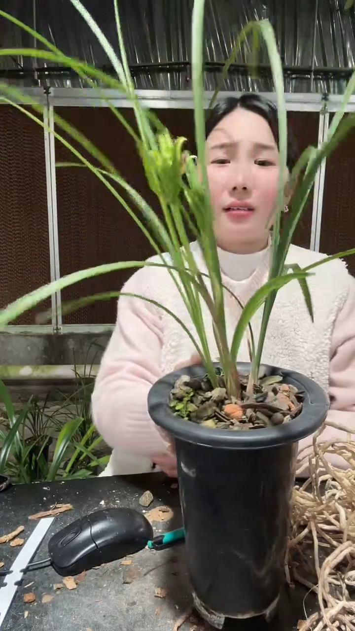 无花朵大唐盛世3苗带花苞