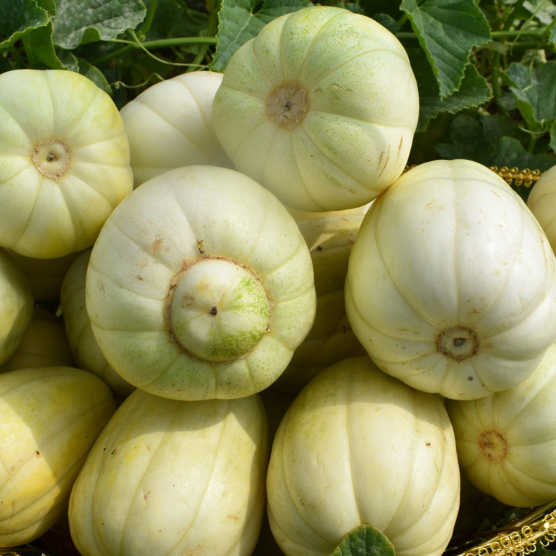 散装 巴盟香瓜 5斤 大同市平城区云冈区可拍