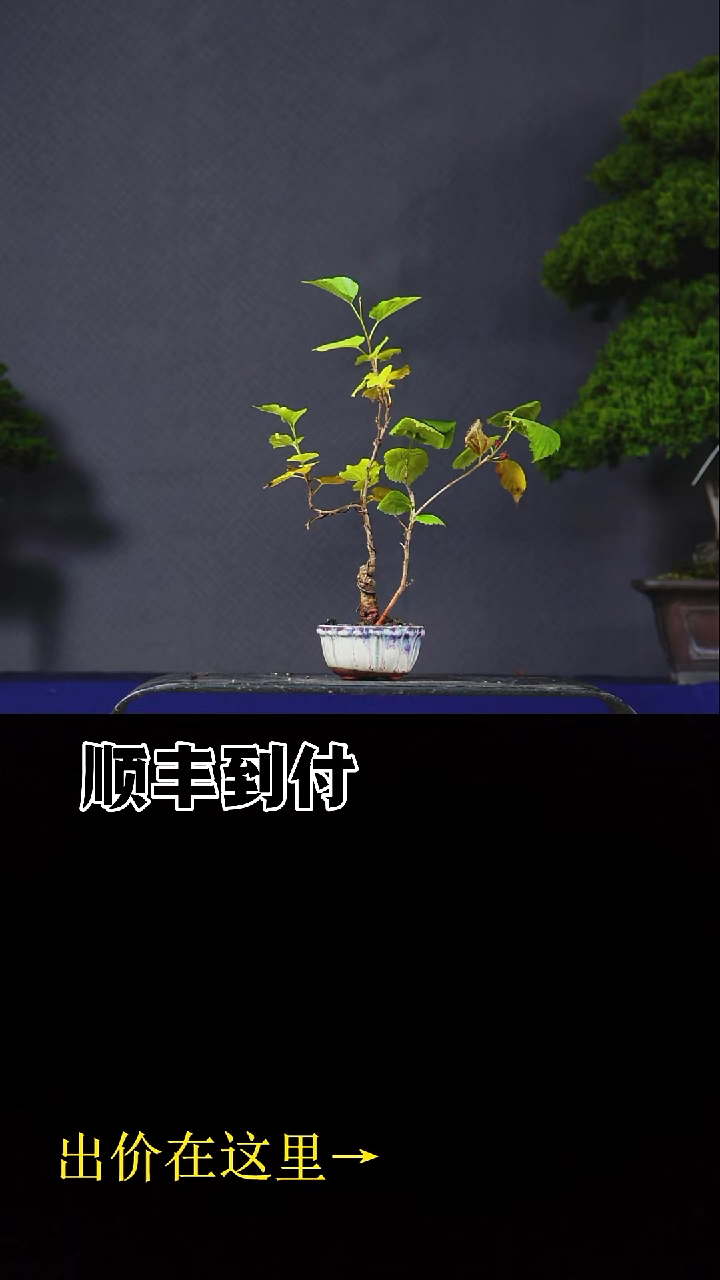 以实际为准杂木bubaoyou