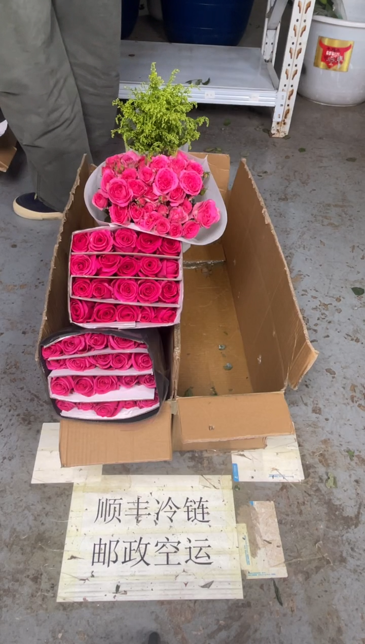 佛洛依德2扎+苏菲1扎+黄莺