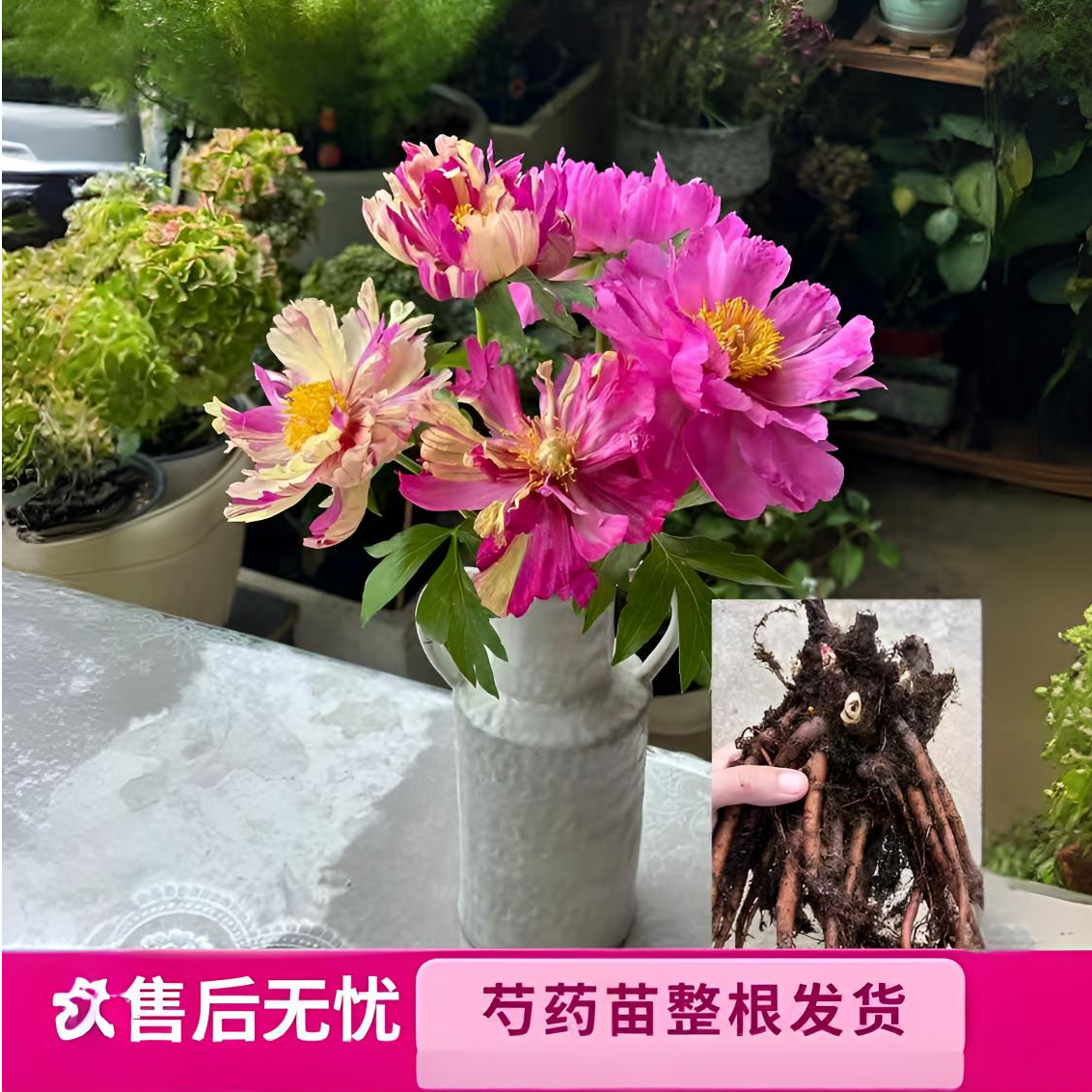 （伊藤）棒棒糖花苗整根基地现挖剪枝剪叶发货
