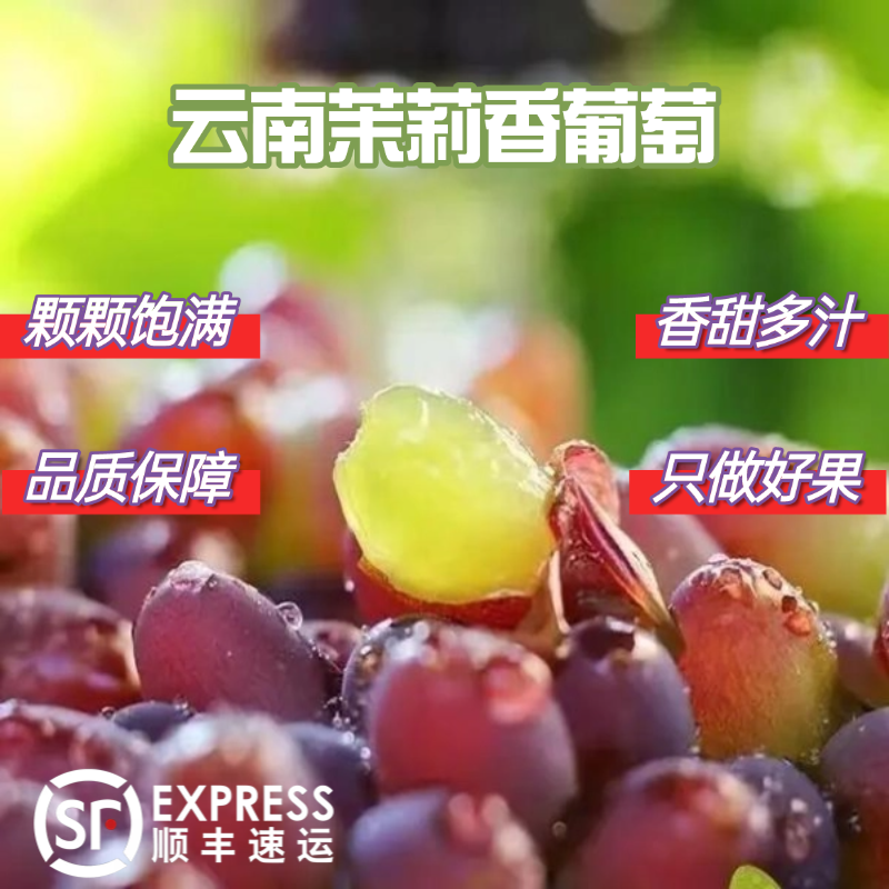 【顺丰冷链包邮】云南高山茉莉香葡萄新鲜上市优质严选现采现摘串
