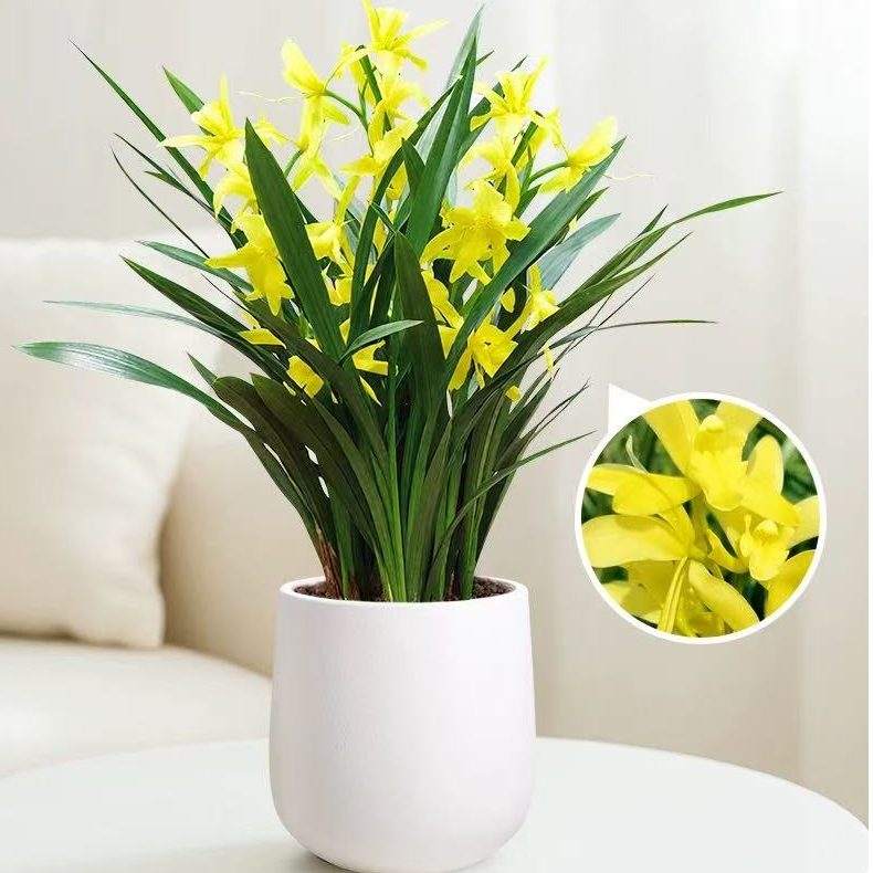 黄金小神童大花蕙兰带花苞开花浓香室内好养花卉绿植