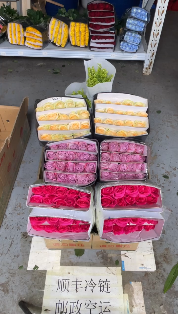 佛洛依德20枝+气场20枝+香槟20枝+黄莺