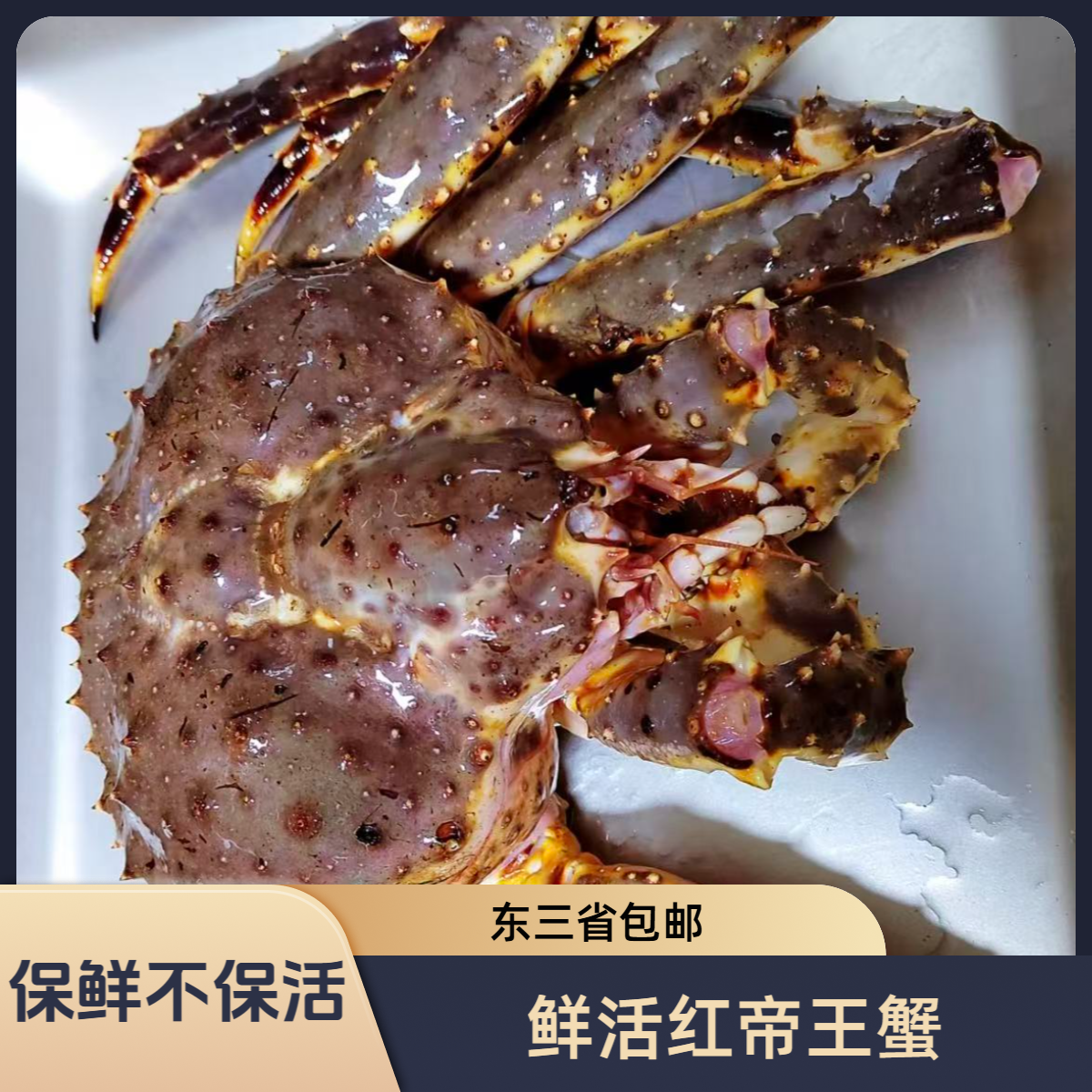 山水水产鲜活红帝王蟹(8%-10%掉水）斤