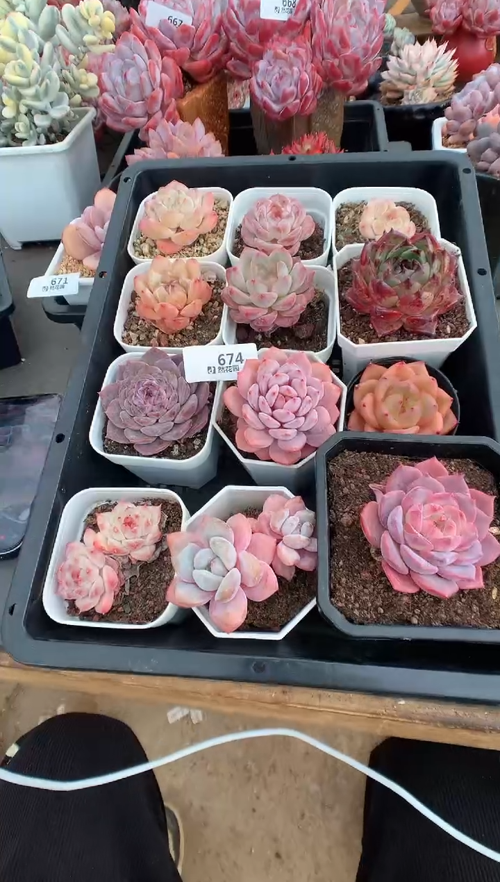 674组合12棵一物一拍多肉植物