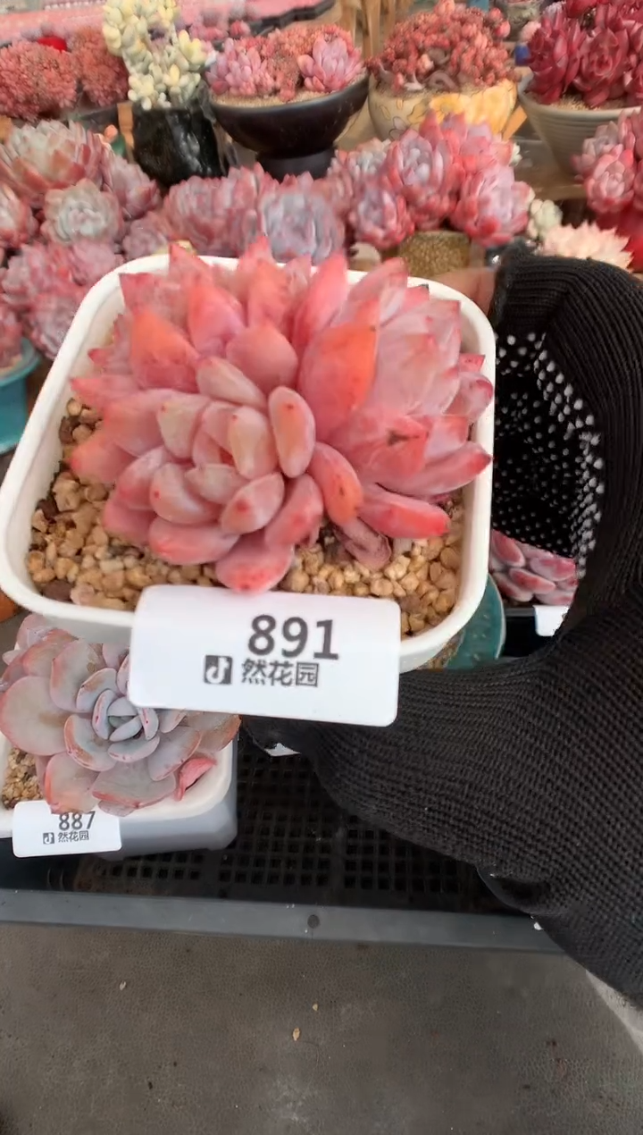 891雪天使缀多肉植物一物一拍