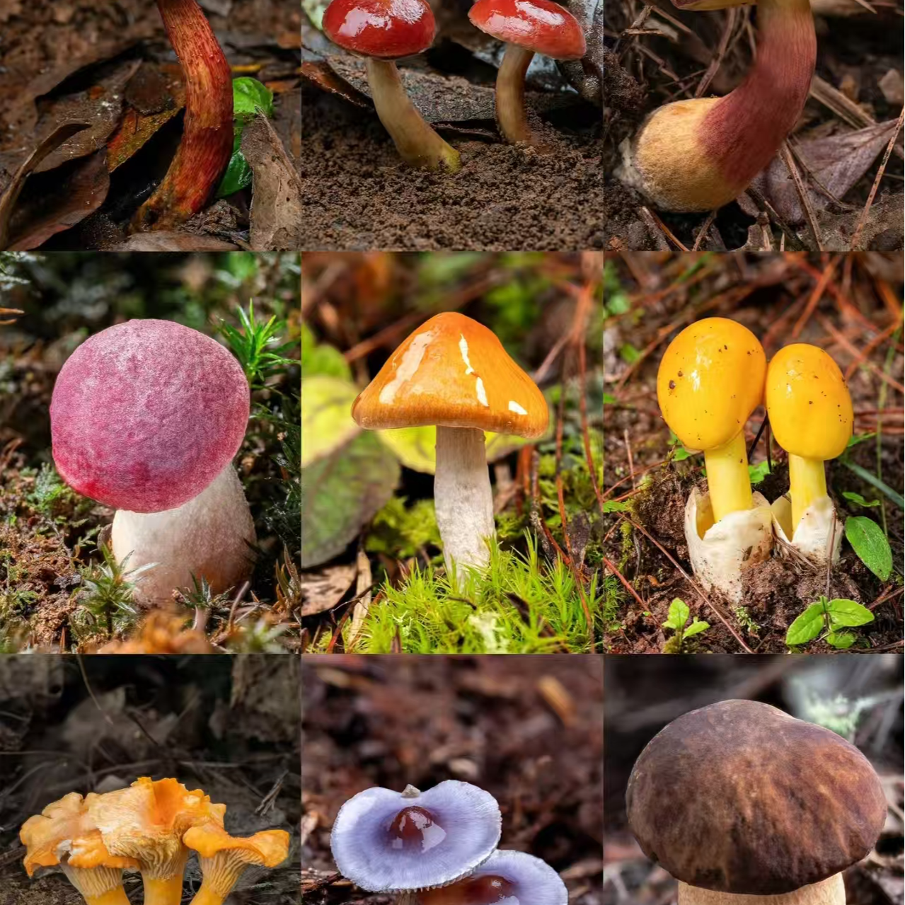 1【S-X】净含量1g-15g【阿虎现收】菌