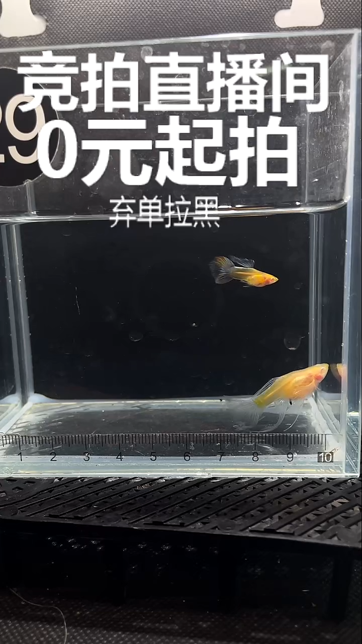 孔雀鱼蓝白玻璃猫C   一对 29