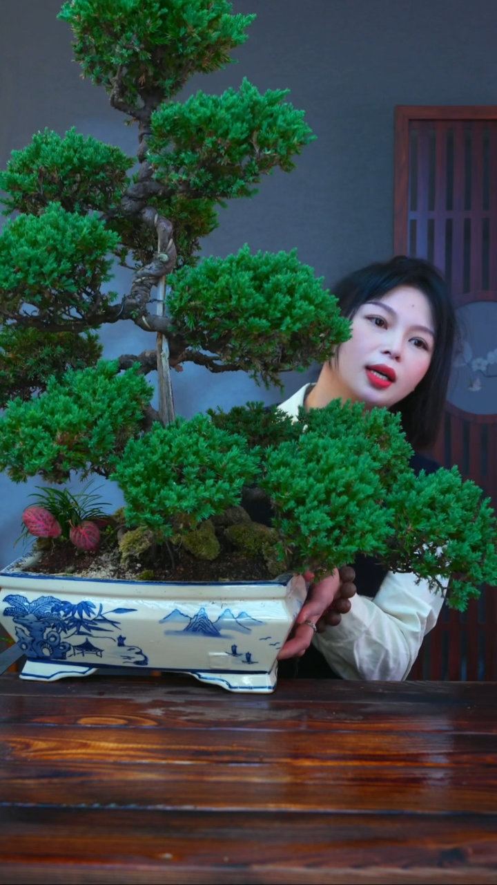 无花朵一物一拍迎客松