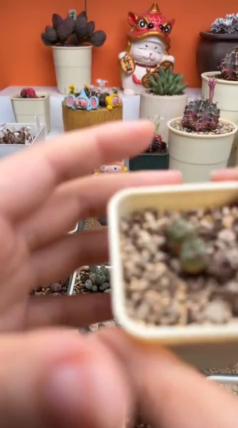 6超级无敌爆炸好看的美肉。。。。。