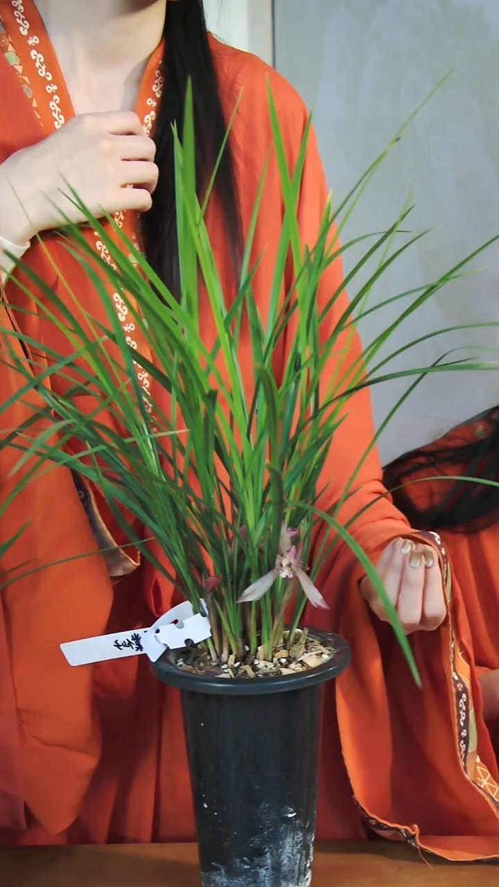 大部分花苞少量开放霓裳仙子一物一拍