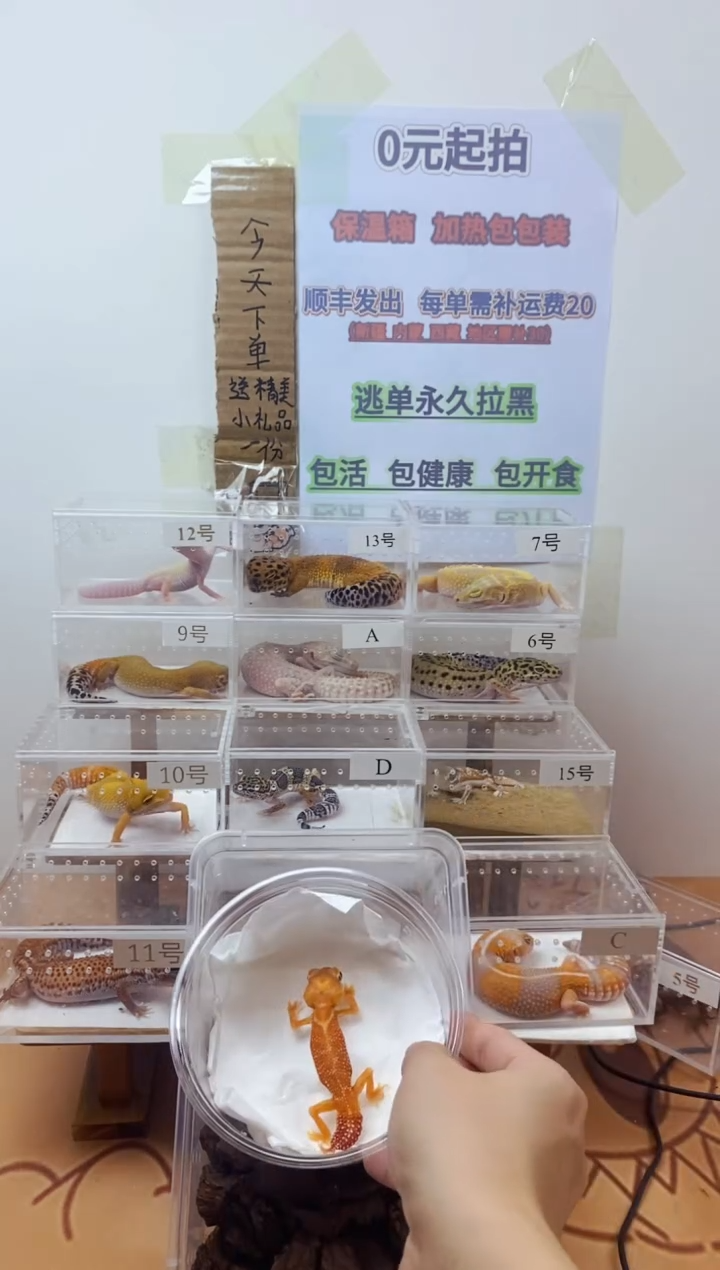 豹纹守宫豹纹守宫幼苗亚成体成体肥尾