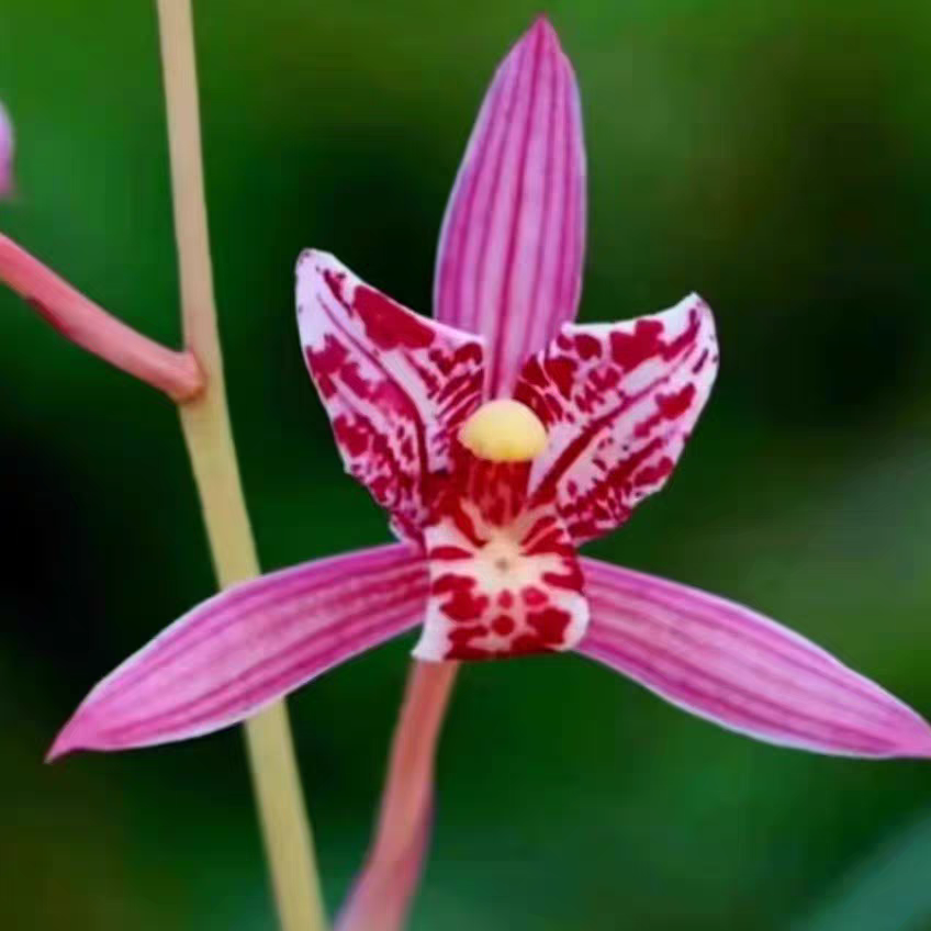 高品质四季兰特香兰花红花红芽红三娘多次开花易花易芽室内盆栽