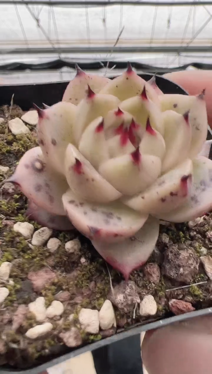 【闪购商品】东云包子-3