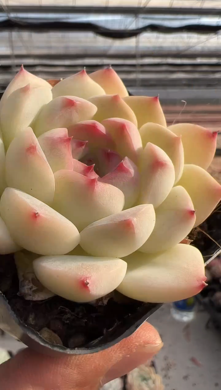 【闪购商品】新款多肉-225