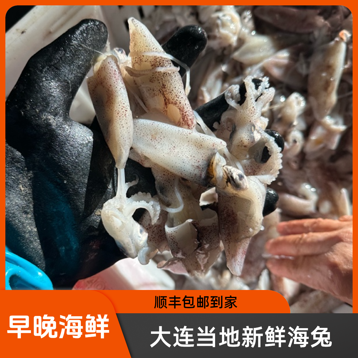 大连当地新鲜小海兔 顺丰包邮