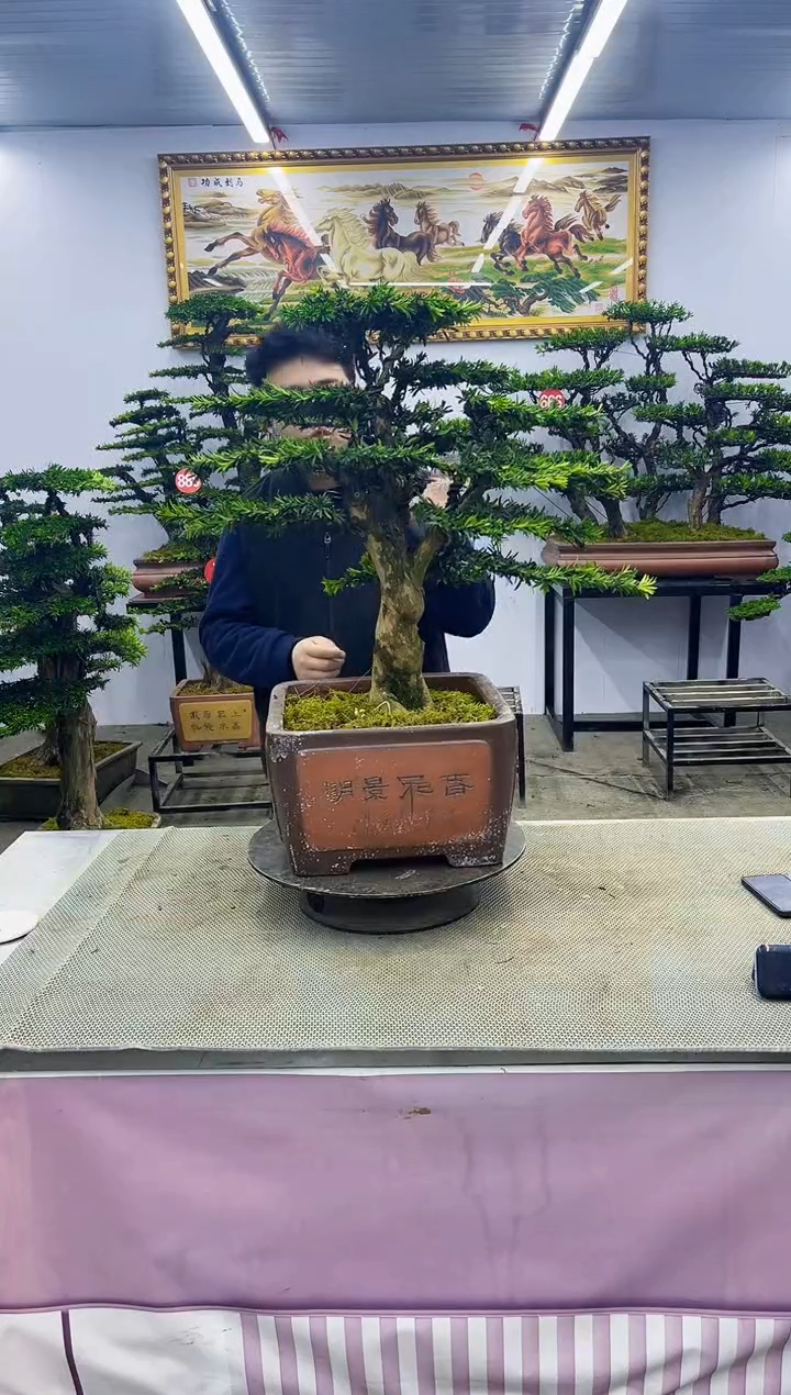 【闪购商品】八斗松/松类活物造型盆景，以直播间截图为啊啊啊