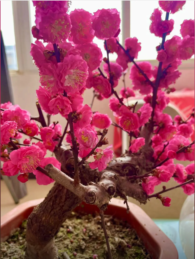 梅花海棠直播间专拍，看好扣手机尾号后四位