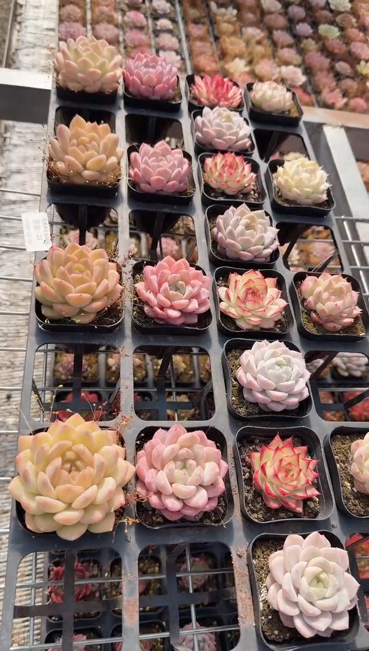 东云多肉园新款-23（其中1单）