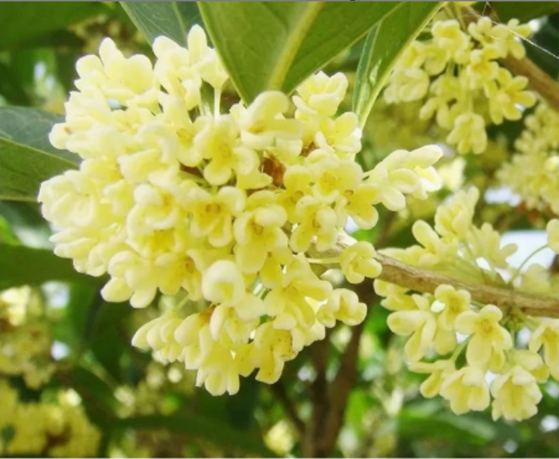 桂花盆栽浓香型花卉室内四季开花好养活绿植