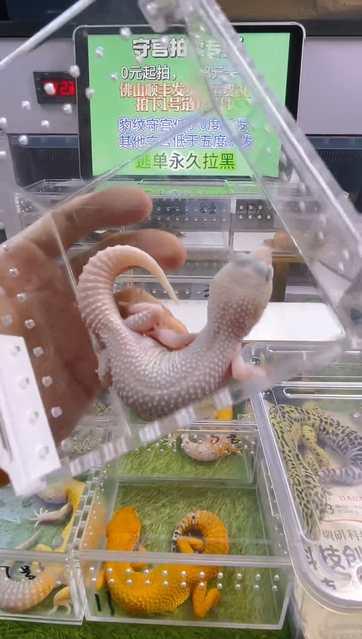 豹纹守宫豹纹肥尾苗子亚成成体