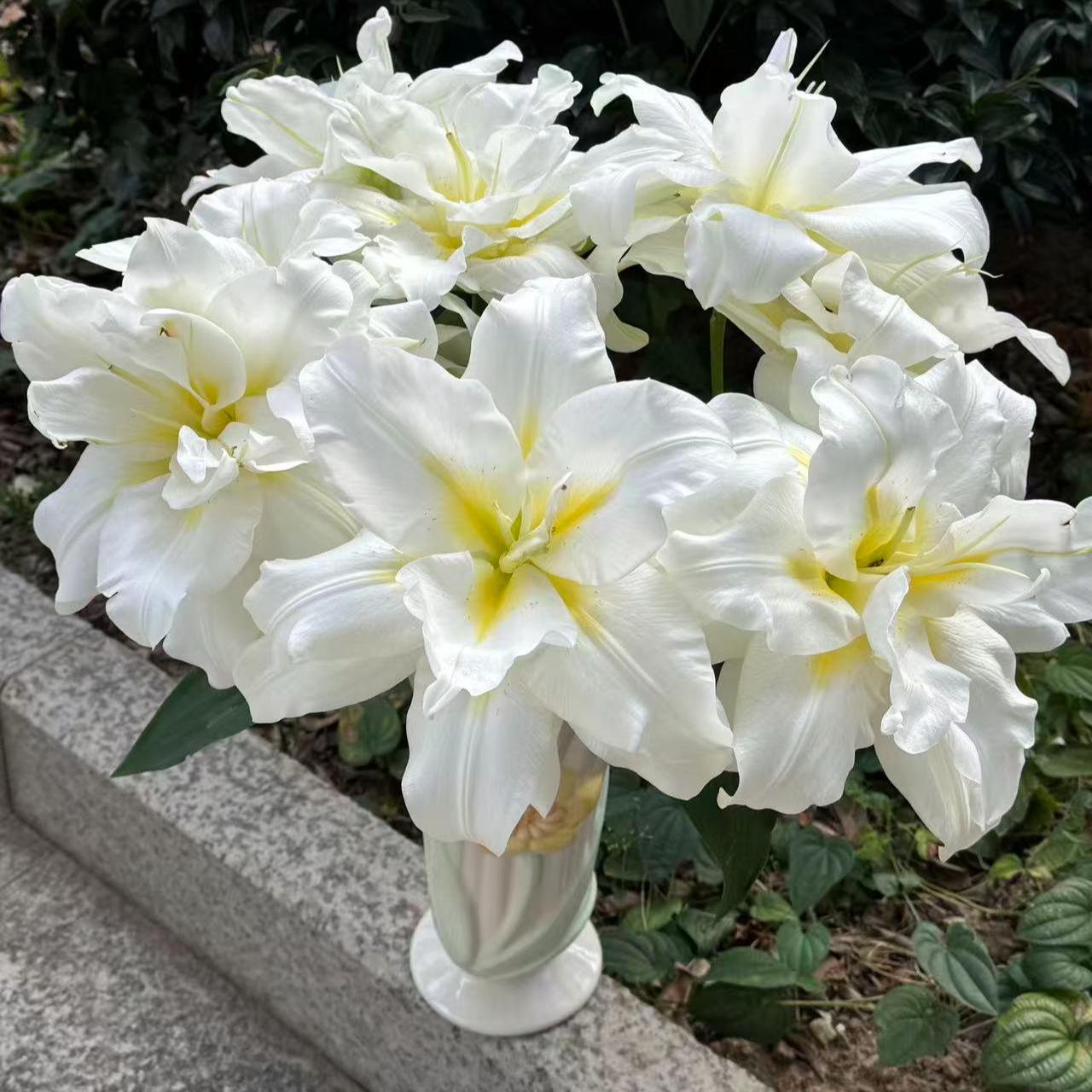 【陌上花开】两头暴风雪-百合