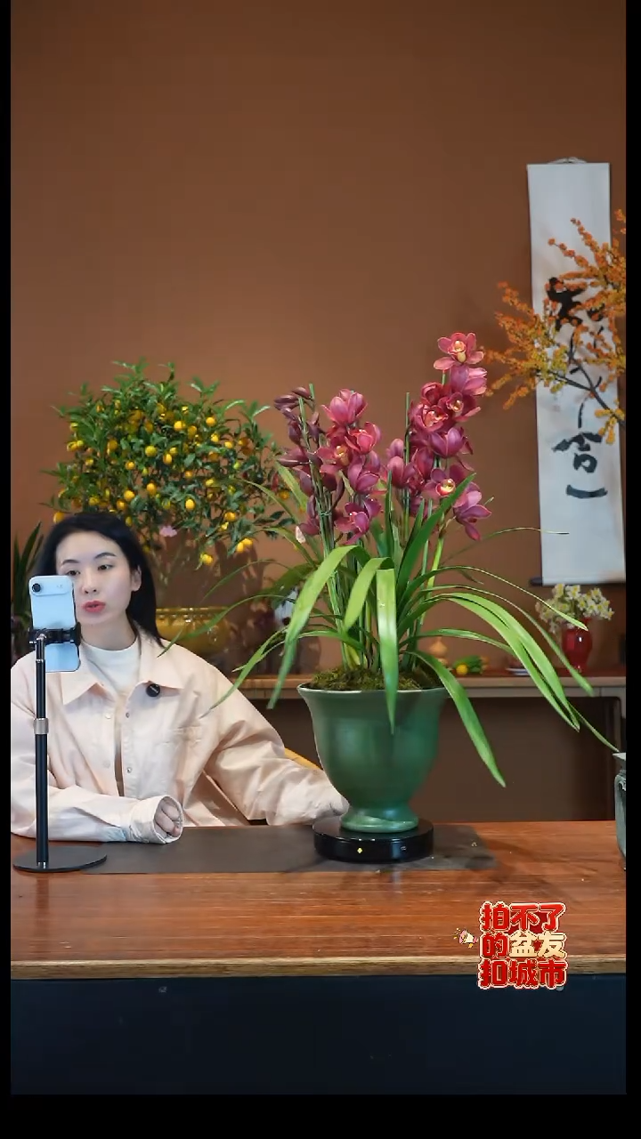 全部花朵朱雀盆景盆景盆景