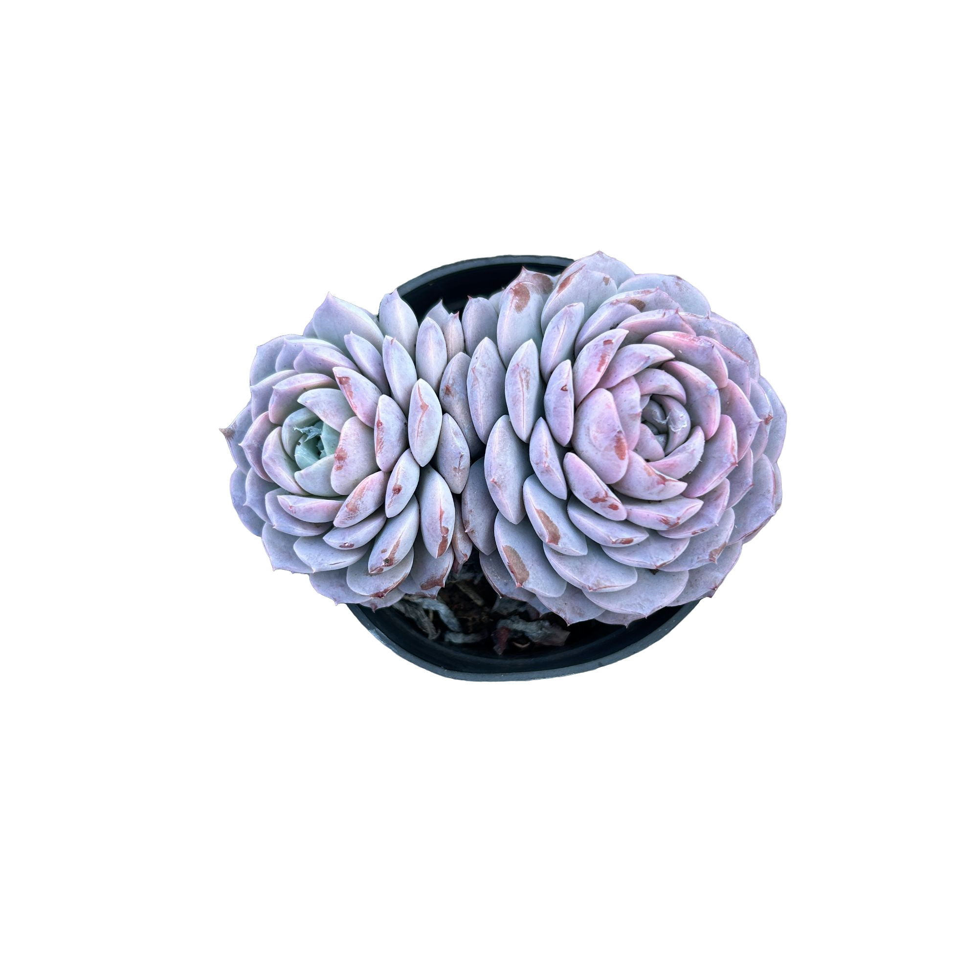 恩宠（精控，不大）  多肉植物（满15包邮 直播间展示为准）