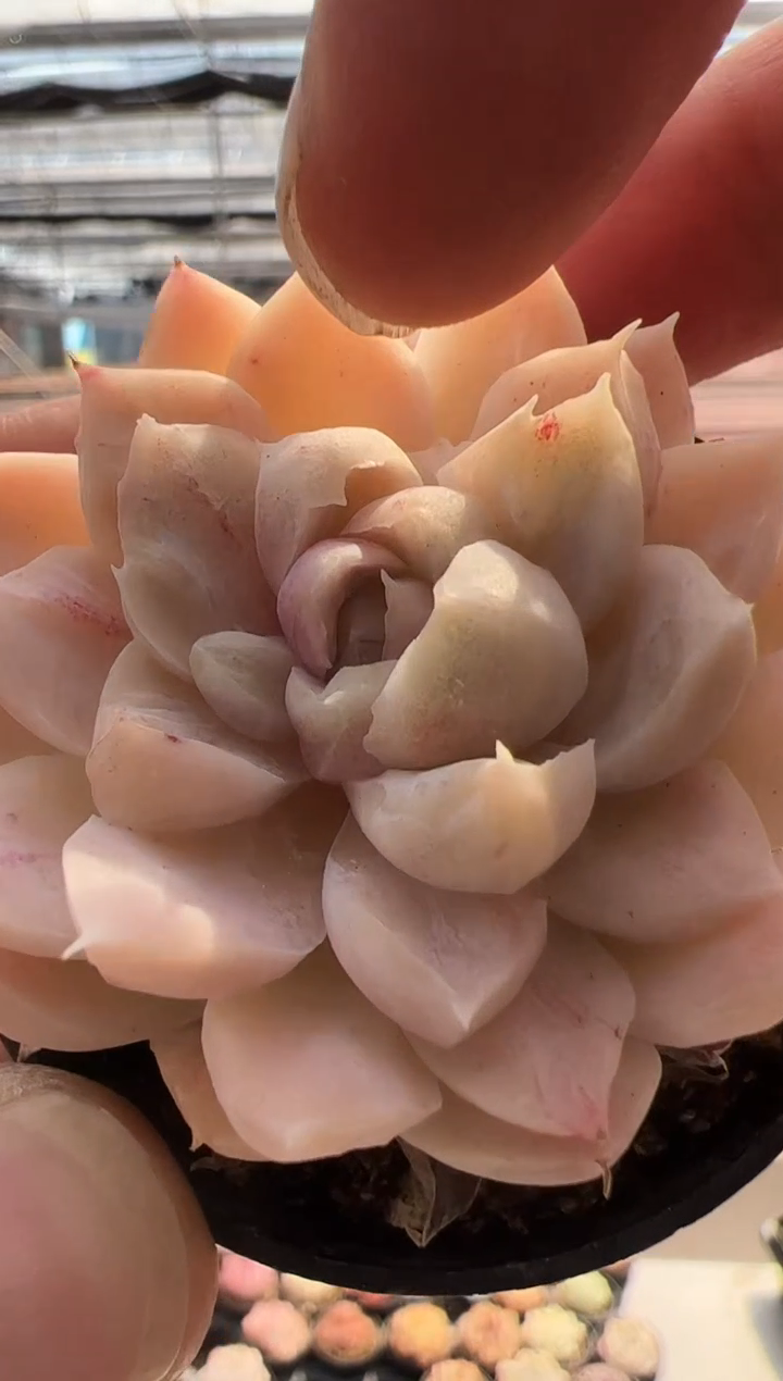 【闪购商品】新品多肉-98