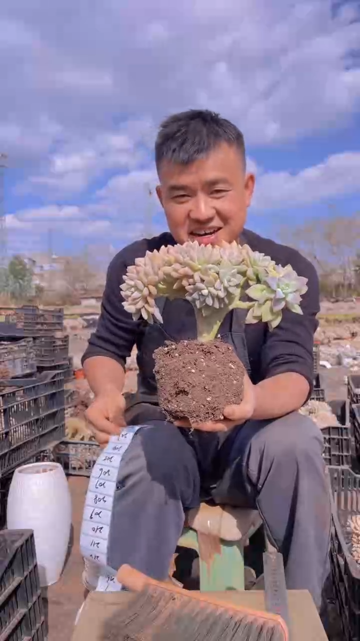 寒****8202淡雪缀化一物一拍