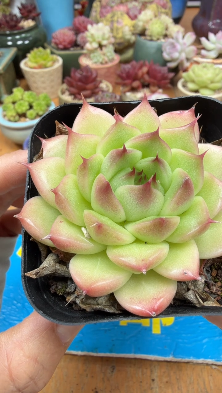 东云多肉园二店-50