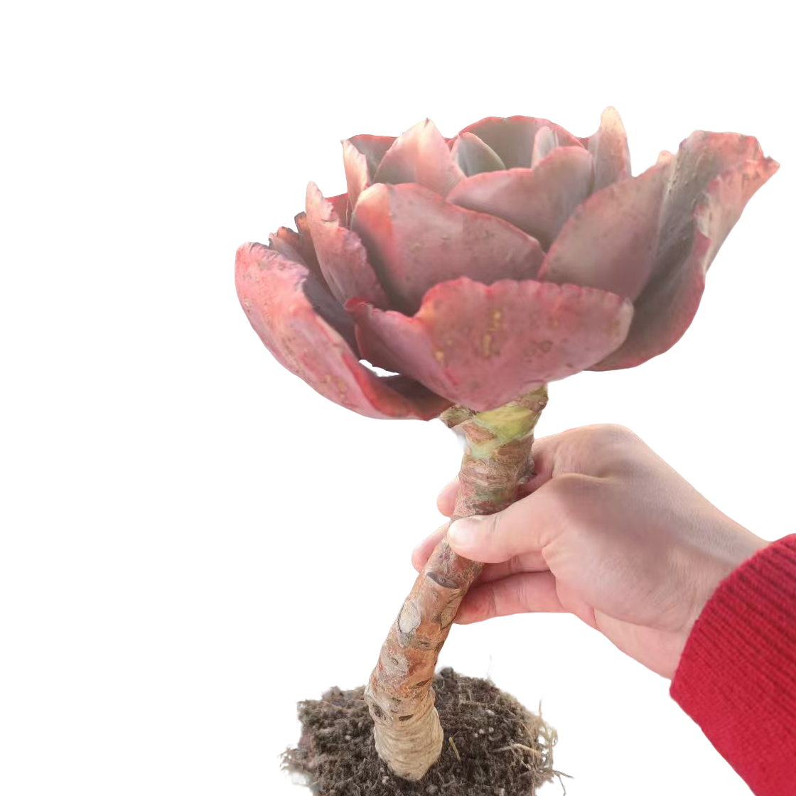 精品多肉  秀妍玫瑰