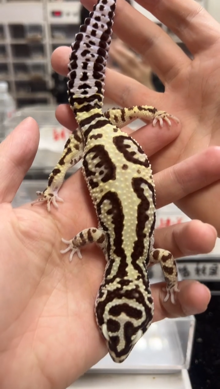 豹纹守宫49豹纹守宫