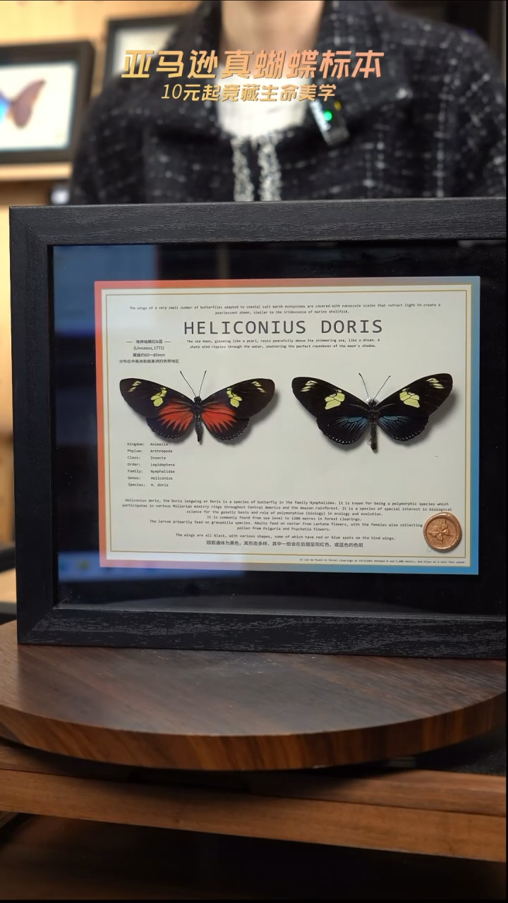 海神袖红蓝一对10寸横框