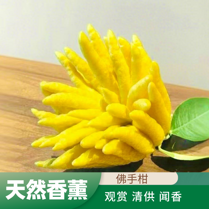 【一物一拍现场挑果】云南佛手佛手果佛手柑观果闻香清供礼佛新鲜
