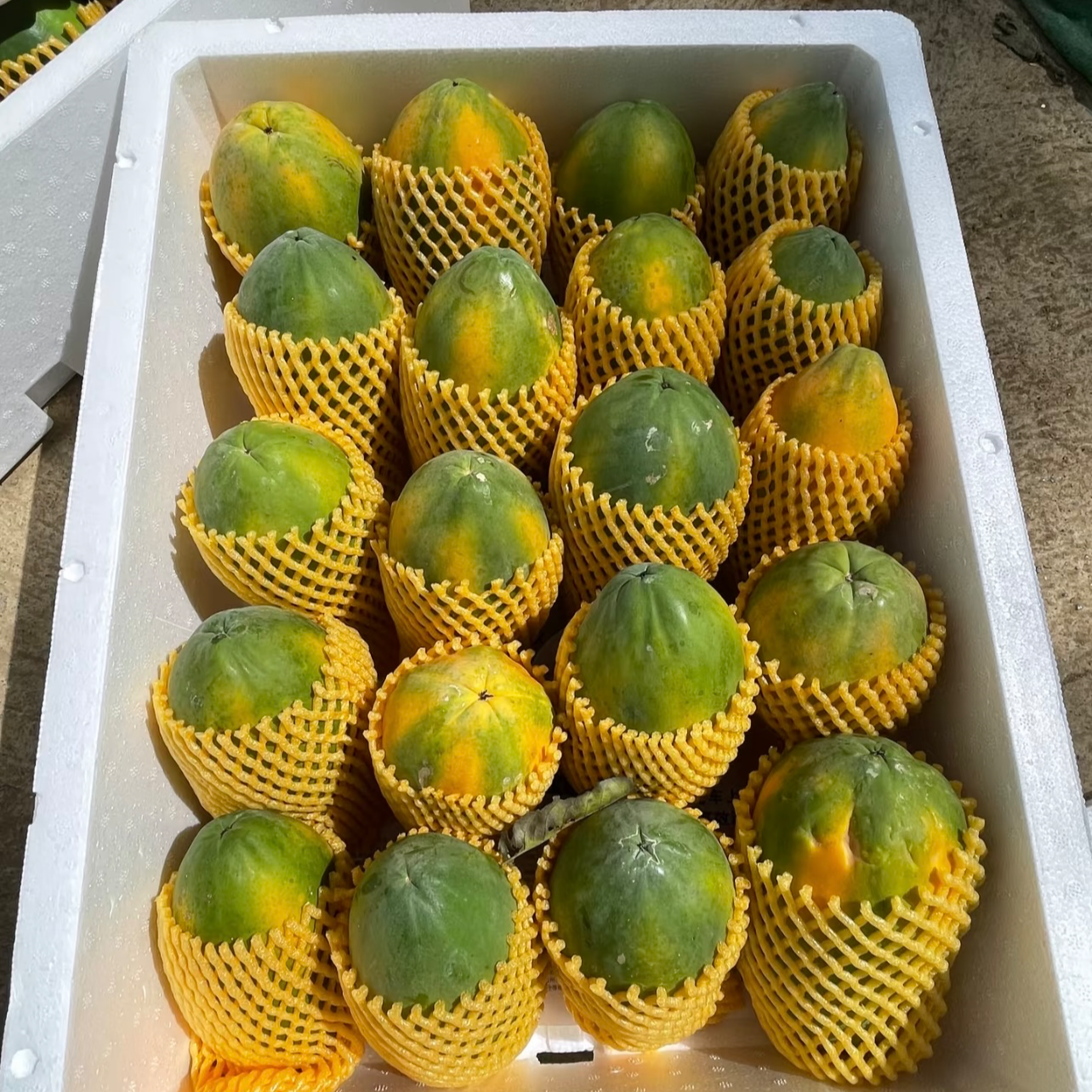 西双版纳木瓜15/个 