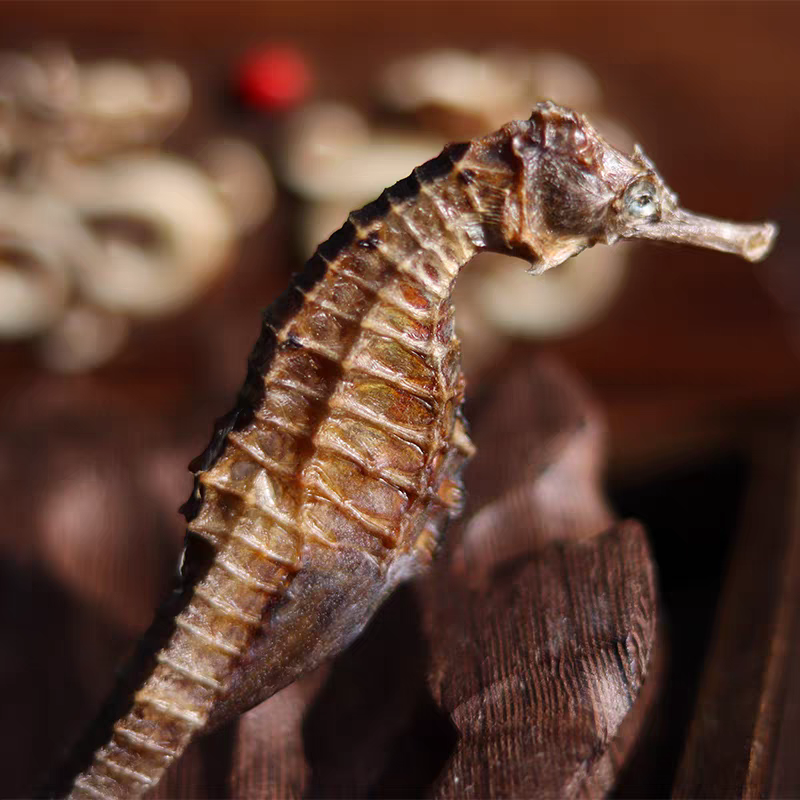 顺兄堂可溯源膨腹海马干货冷冻保存可用于炖鸡汤炖排骨