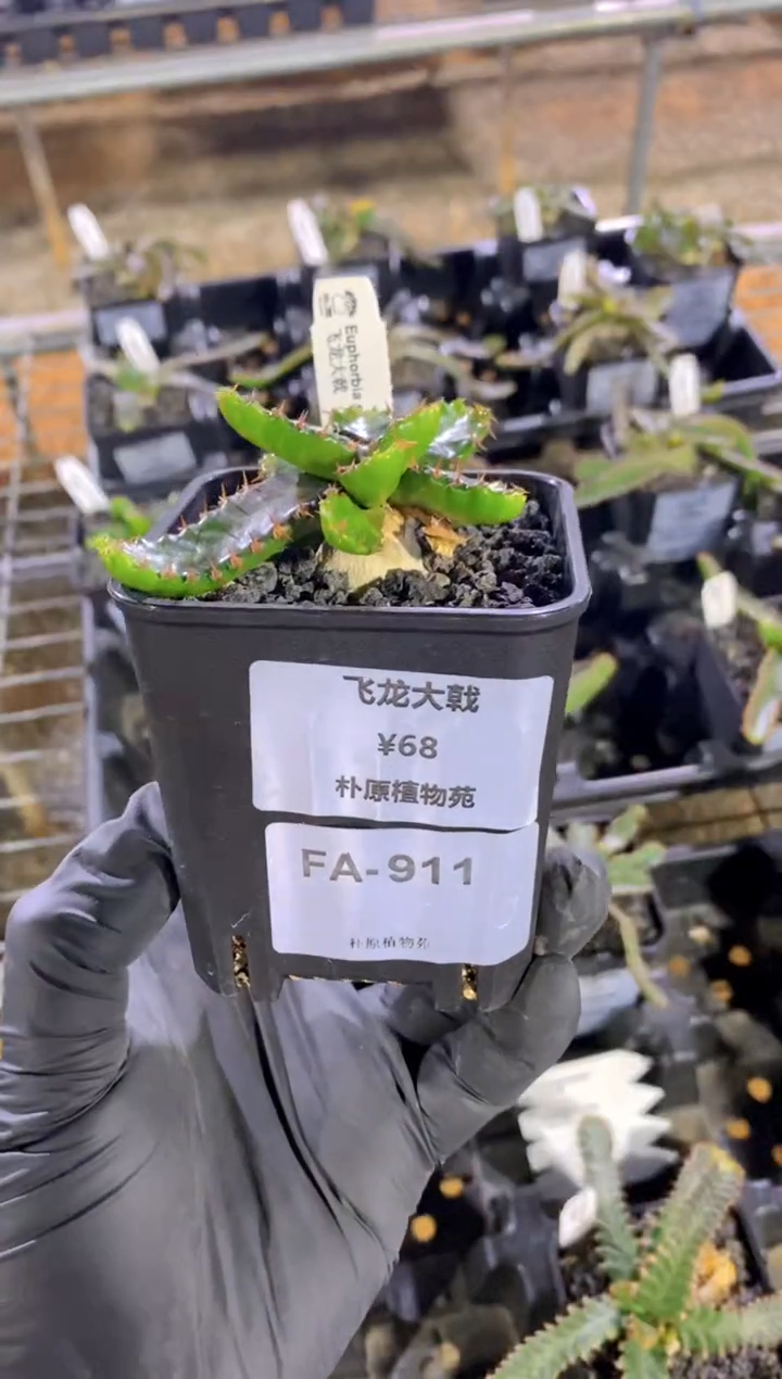 【闪购商品】飞龙大戟Fa911-
