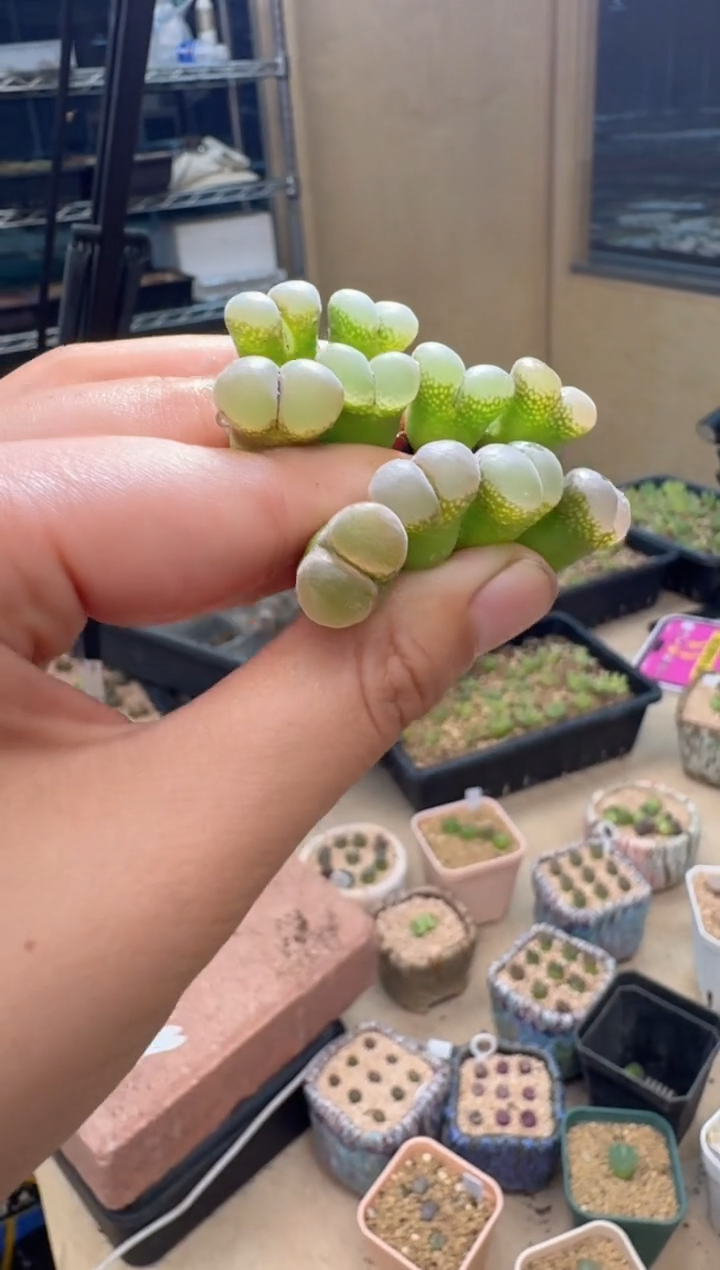 5-17多肉植物b23一颗