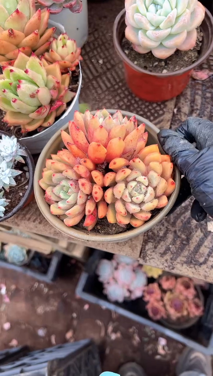 飞**?阿迷洲多肉花卉23316