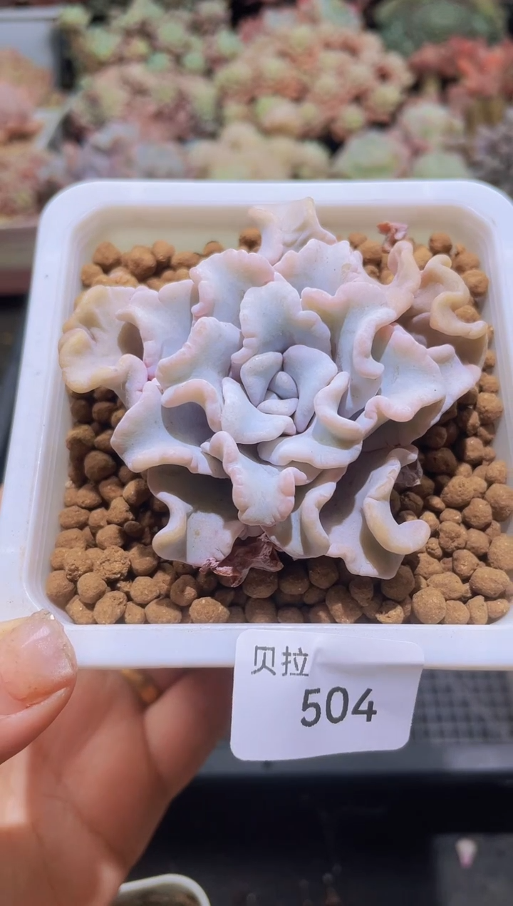 【闪购商品】504白饺子皮