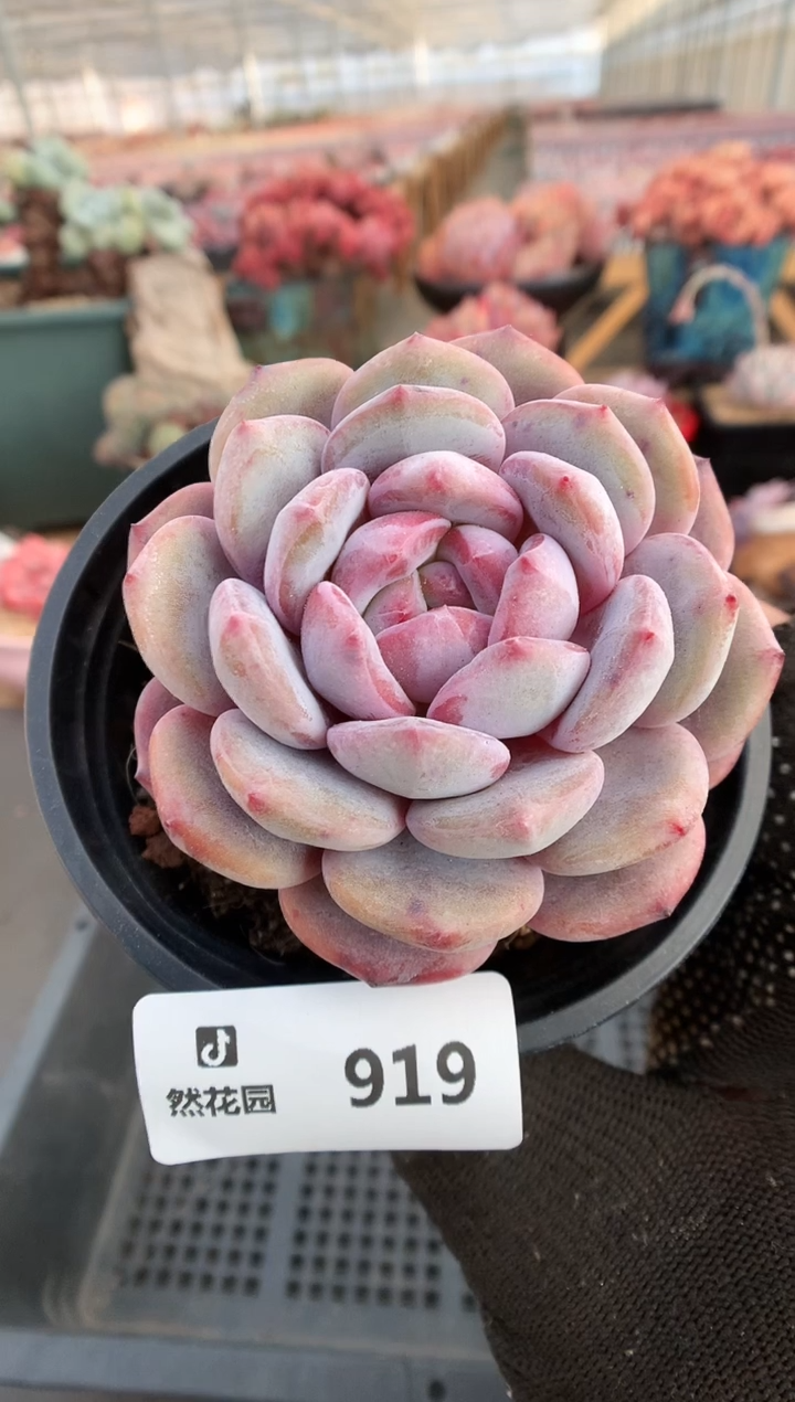 【闪购商品】919星影一物一拍