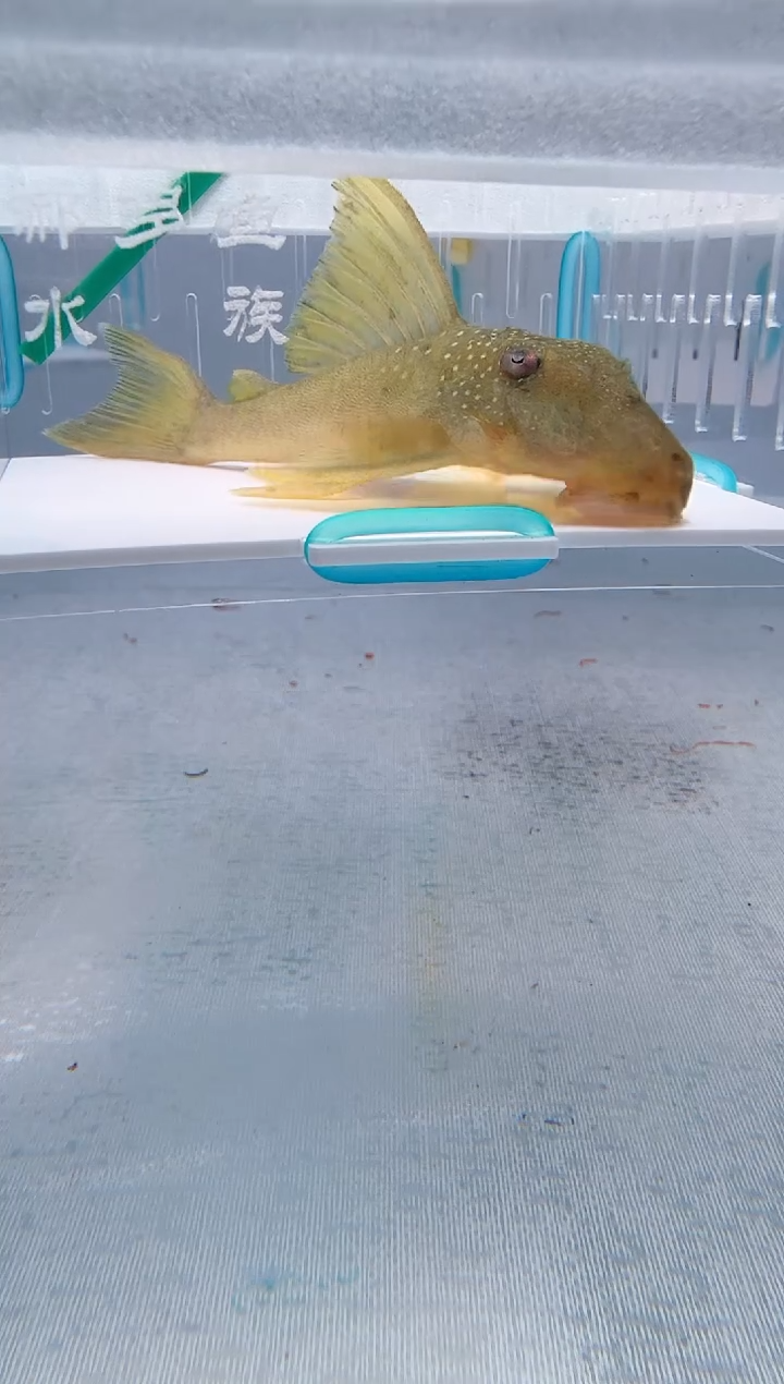 清道夫12不包入缸损80