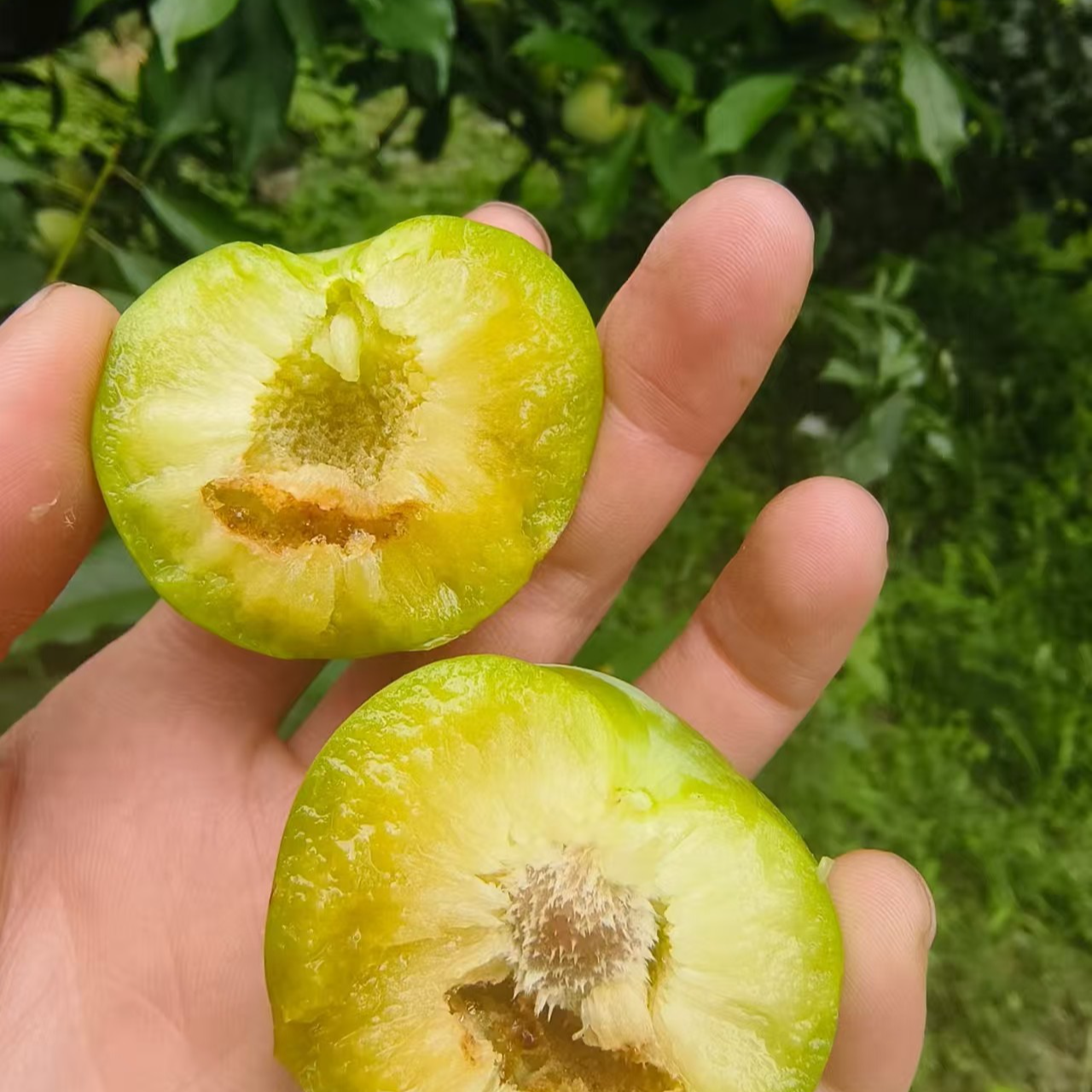 【新鲜好吃精品果】脱骨新鲜应季好吃美味汁多肉厚保佑不限单