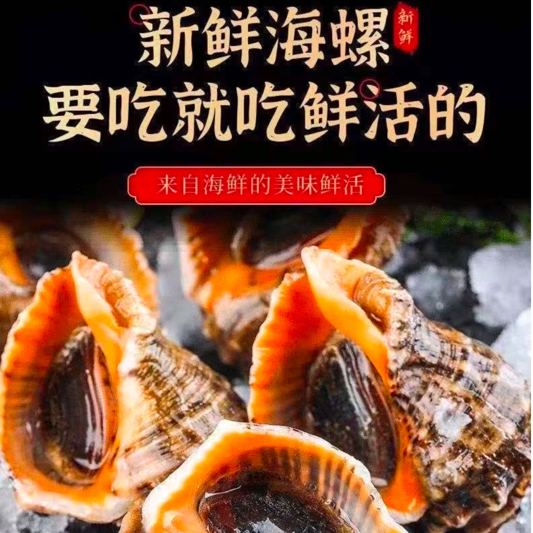 【乳山精品野生海螺】乳山地标野生海螺当天捕捞肥美鲜甜同城次日达