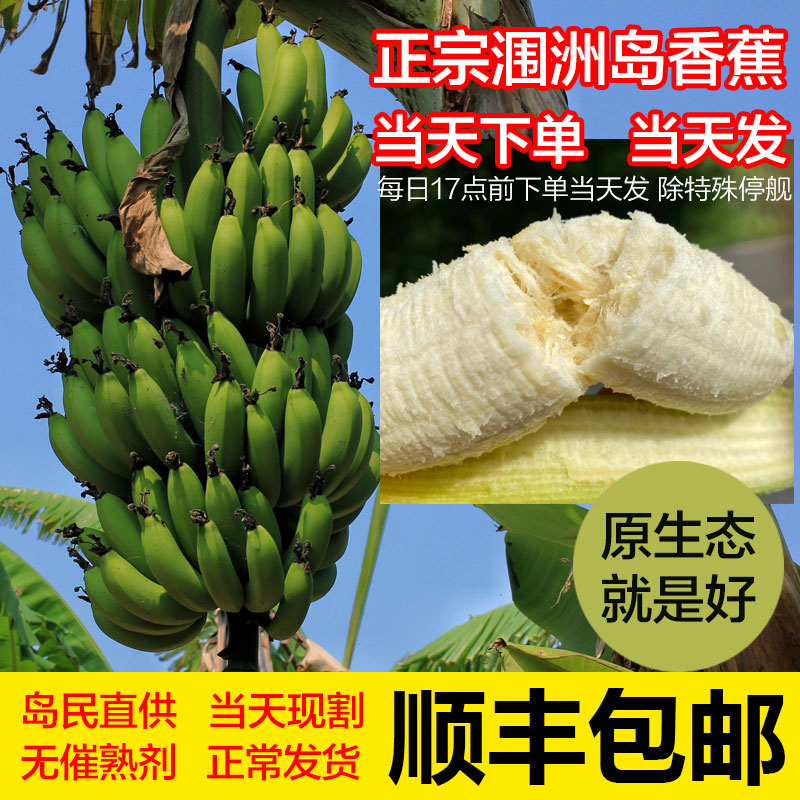 广西北海涠洲岛香蕉火山绿皮青皮蕉5斤装无加剂自然捂熟生香蕉