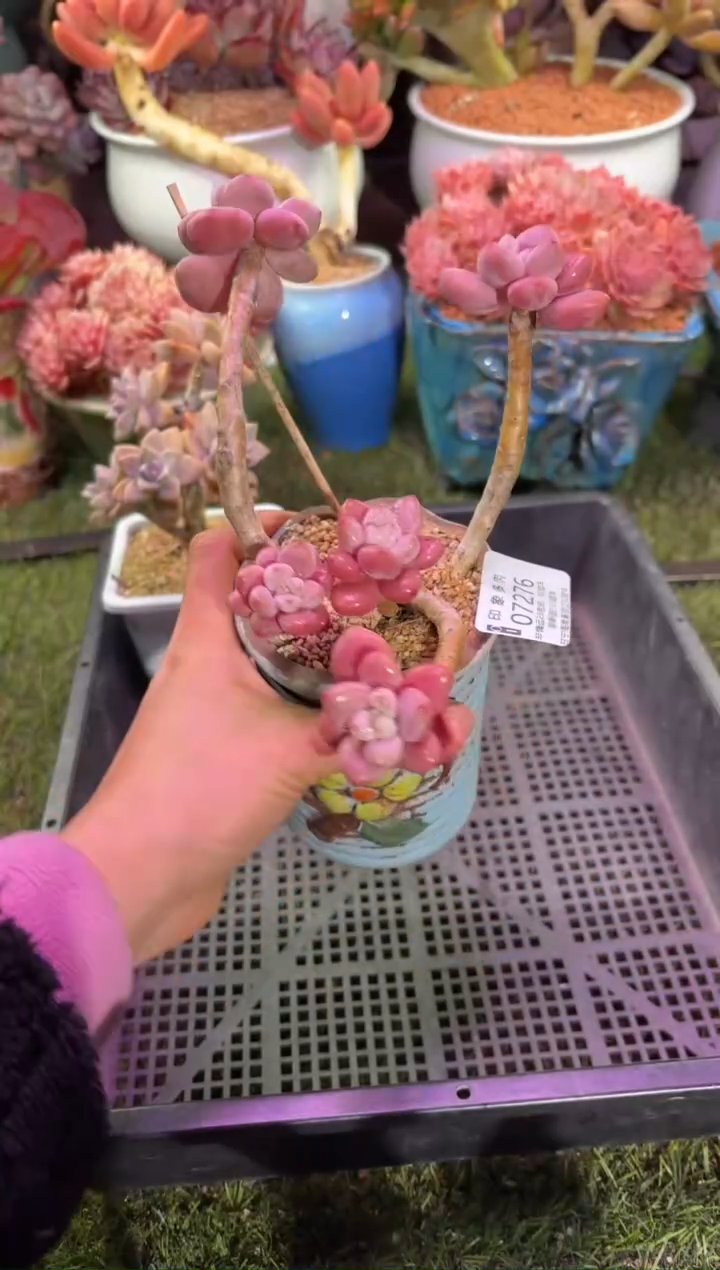 【闪购商品】07276